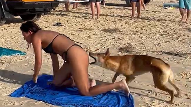 A dingo on K'gari has bitten a French tourist enjoying a day at the beach