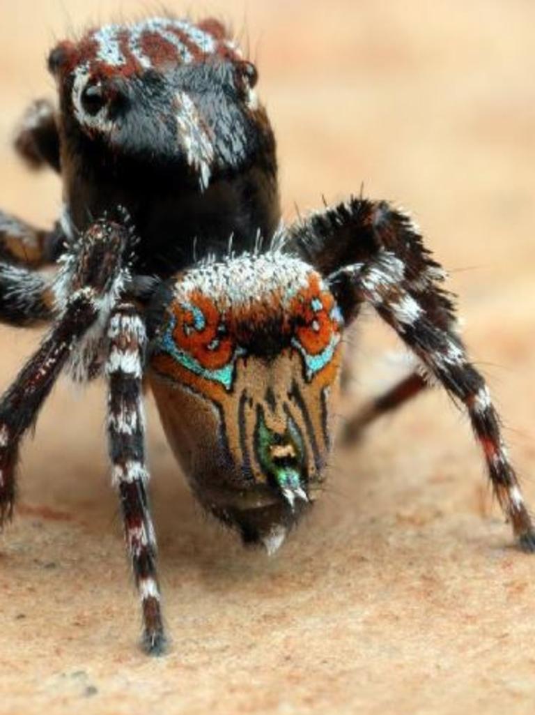 Three New Spiders Discovered In Australia By Scientist Joseph Schubert The Courier Mail