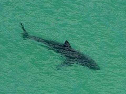 Great white shark lurks of a Perth beach. Perthnow generic. Picture: WA Surf Life Saving