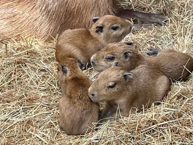 Capybara Mum Pina Colada and her four new pups at Wings Wildlife Park. Picture: Wings Wildlife Park