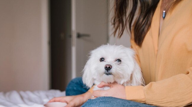 Woman relaxing with her Maltese dog at home