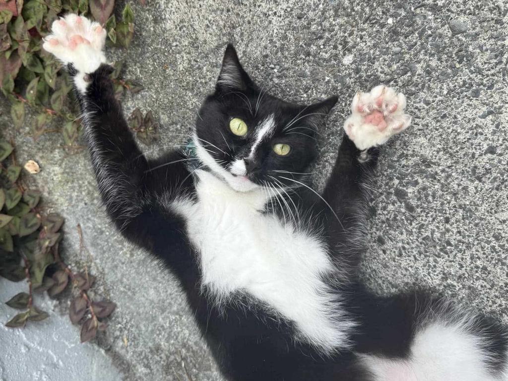 One cat was found ‘unrecognisable’. (Stock photo).