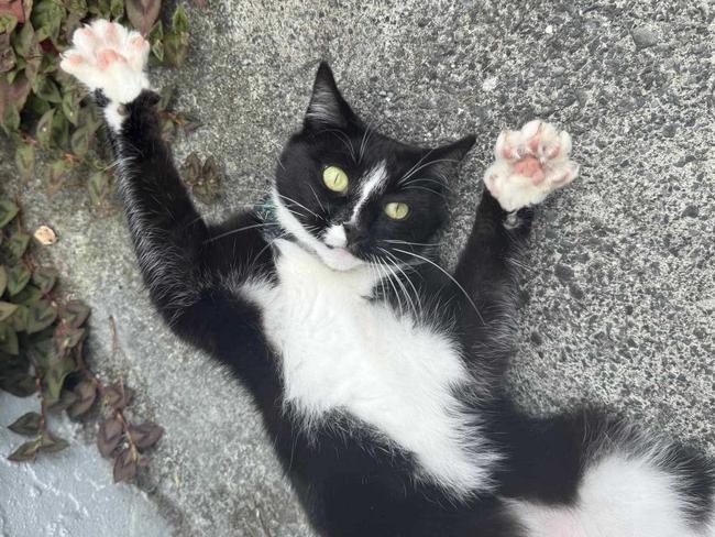 One cat was found ‘unrecognisable’. (Stock photo).