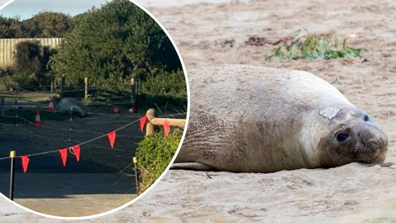 Tassie’s favourite celeb Neil the seal is back