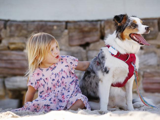 Border collie Elsie is fitted with an activity tracker as he hangs out with two-year-old Chloe Matthews. Picture: Sam Ruttyn