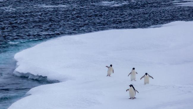 Adelie penguins seen from RSV Nuyina while braking ice at the Petersen Bank in the Mawson Sea. Picture: Pete Harmsen