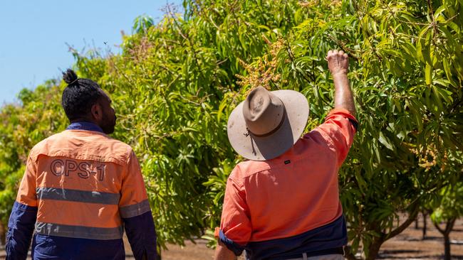 Mango pickers at Darwin Fruit Farm, Alphatonia Road Lambells Lagoon, about 45km out of Darwin