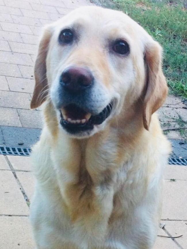 Lilah the labrador was bitten by a snake.