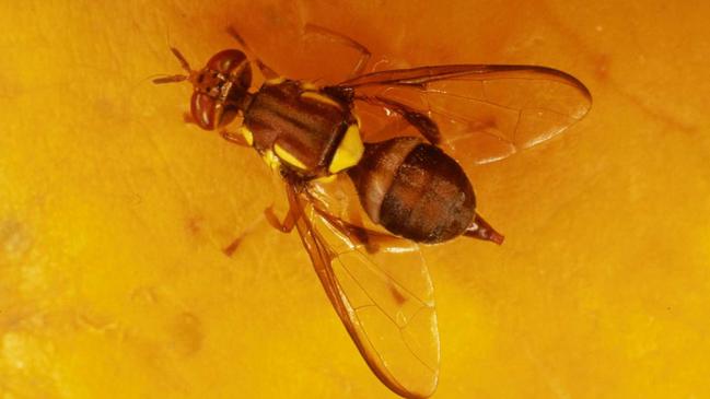 The Queensland fruit fly.