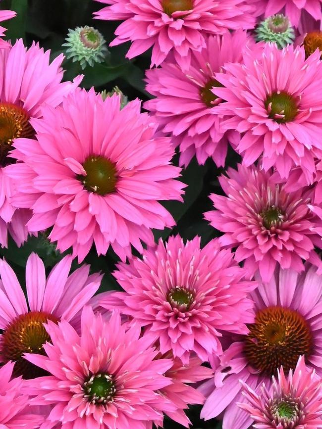 Echinacea ‘Sweet Fuchsia’