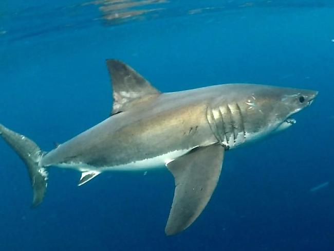 Great white shark boom expected as young mature