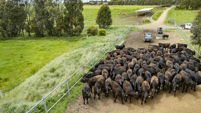 The Falls Pastoral runs a herd of Wagyu cattle near Longwood East, in Victoria. Picture: Zoe Phillips.