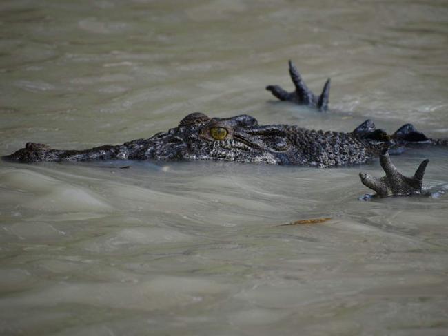 This crocodile was caught using its hands to catch lunch. Picture: Tara Lee Priore-Smith