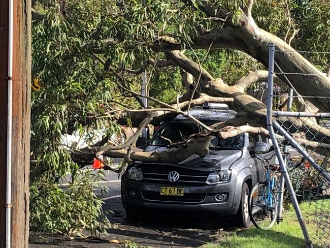 A tree fell on a ute parked this morning in Oliver St, Freshwater. Picture: Jim O'Rourke.