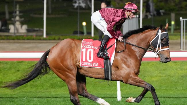 Climbing Star (NZ) on the way to the barriers prior to the running of the Ladbrokes Manikato Stakes at Moonee Valley Racecourse on September 27, 2024 in Moonee Ponds, Australia. (Photo by George Salpigtidis/Racing Photos via Getty Images)