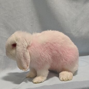 Pinky the bunny was adopted from a breeder, dyed pink and then given as a gender reveal present. Picture: Supplied