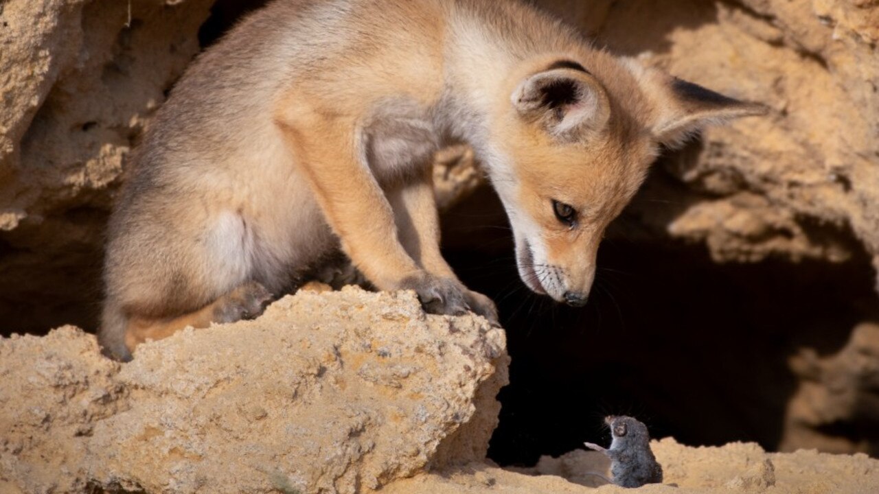 Tough negotiations, Fox, Israel. Picture: © Ayala Fishaimer/Comedy Wildlife Photo Awards 2020