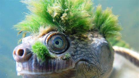 The endangered Mary River turtle, a bum-breathing punk-looking aquatic creature has won fights against dams on its Mary River habitat before, and it has also acquired a punk fan base.