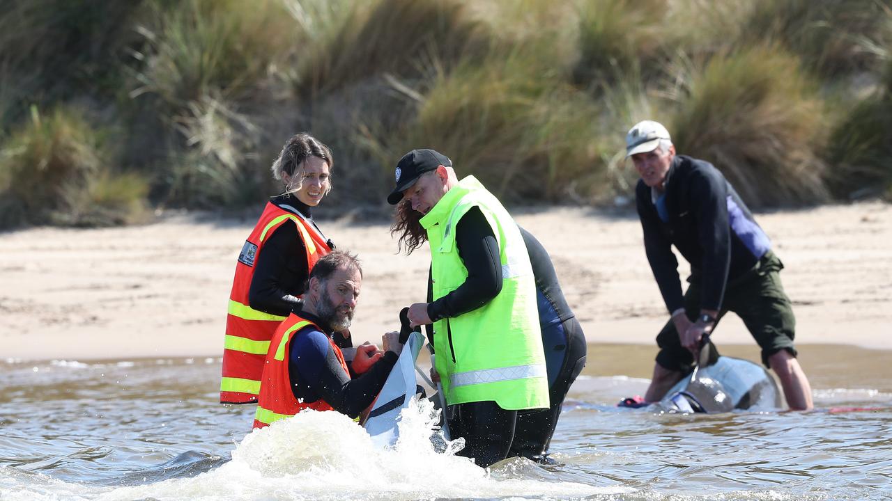 Rescue mission of surviving whales. Stranding of over 200 pilot whales at Macquarie Heads near Strahan Tasmania. Picture: Nikki Davis-Jones