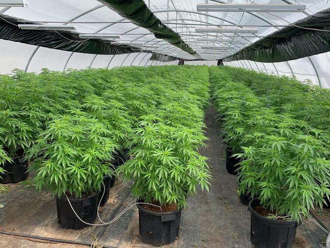 Drug and Firearms Squad detectives have charged two people after dismantling 12 large-scale industrial grow houses in the state’s Hunter Region and seizing cannabis with a street value of nearly $8 million. Credit: NSW Police