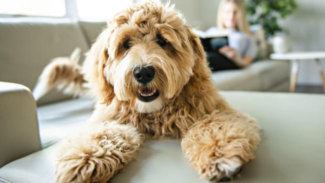 A woman with his Golden Labradoodle dog at home  - Picture istock