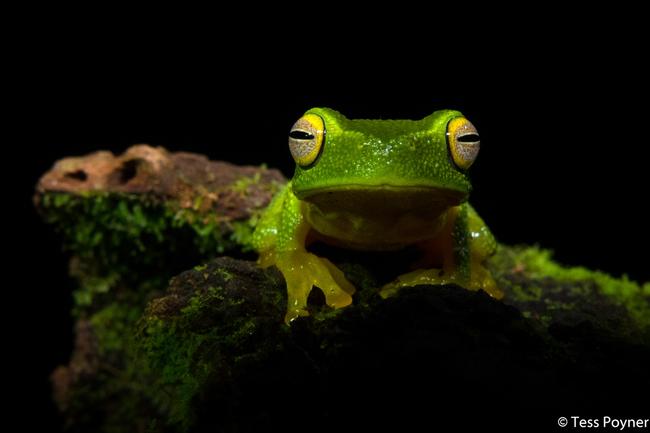 Junior Winner, Dainty Green Tree Frog by Tess Poyner, New South Wales. ‘Graceful and Green’ Daintree Rainforest, Queensland.