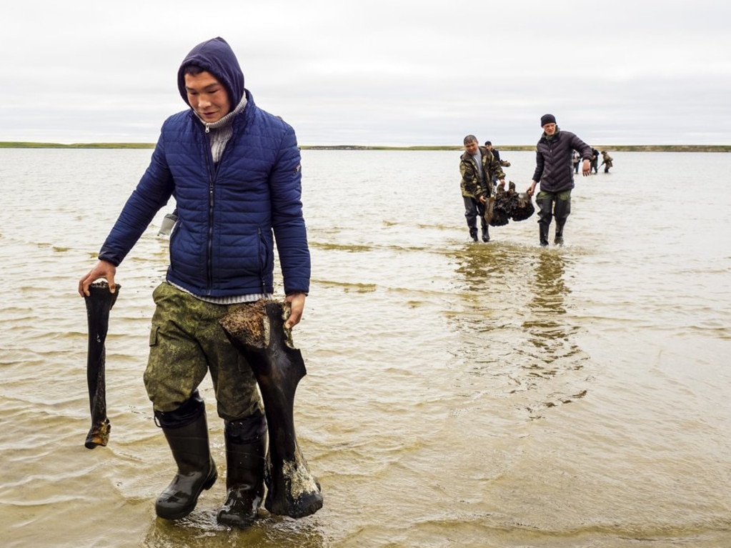 In this handout released by Governor of Yamalo-Nenets region Press Office, people carry a mammoth bone fragment in the Pechevalavato Lake in the Yamalo-Nenets region, Russia, Wednesday, July 22, 2020. Fragments of a mammoth skeleton have been found by local reindeer herders in the lake a few days ago, and scientists hope to retrieve the entire skeleton - a rare find that could help deepen the knowledge about mammoths that have died out around 10,000 years ago. (Artem Cheremisov/Governor of Yamalo-Nenets region of Russia Press Office via AP)