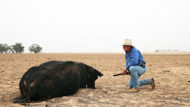 ‘Do you let them starve or give them peace?’ Narromine farmer Chris Walsh posed for this photo to show the seriousness of the drought. Picture: Peter Lorimer.