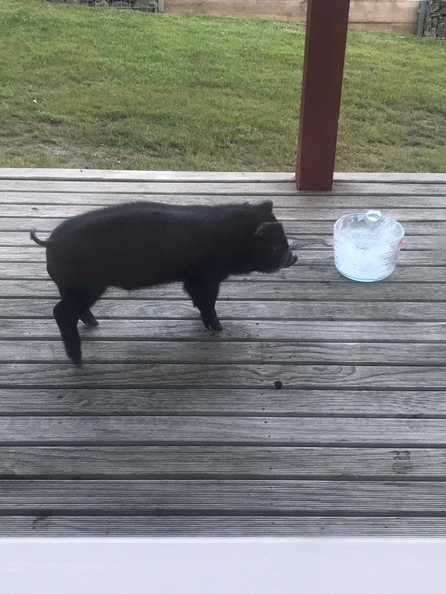 Wild Harvest’s resident super cute, hand-raised pet piglet ‘Squeaky’ who has become a bit of an identity and fortunately isn’t destined for the pot.