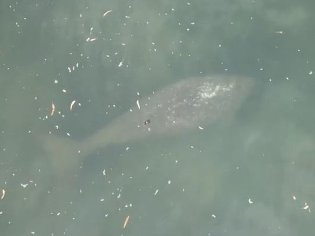 Aerial drone view of the dugong