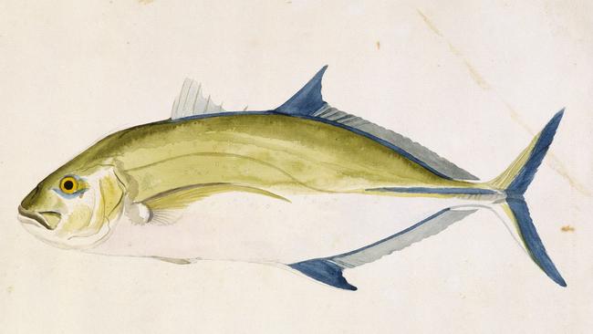 Caranx melampygus (blue trevally) by Sydney Parkinson (1770) © The Trustees of the Natural History Museum, London. Endeavour Voyage exhibition, National Museum of Australia.