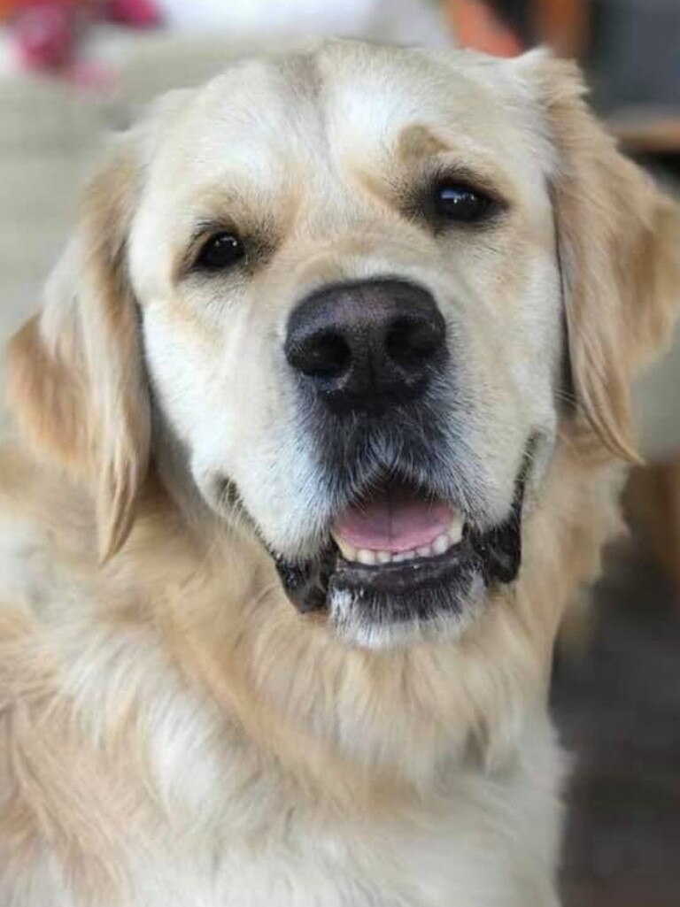 Darcy is a 4-yr-old Golden Retriever who lives with two human sisters, a few chickens, cockatiel and cat. He also has a very special job as a therapy dog. Picture: Nicole Grant