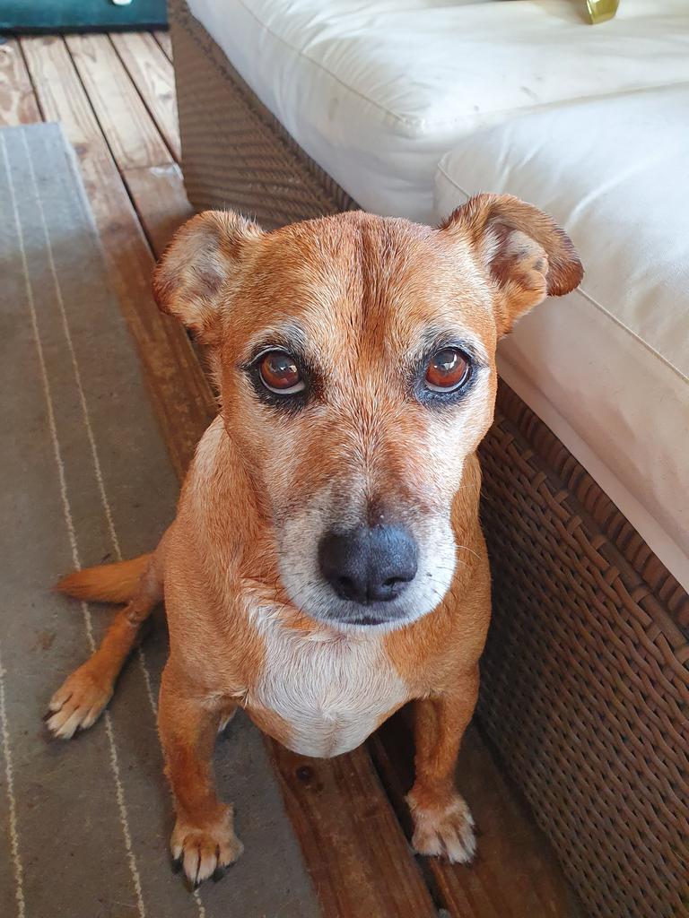 My mum's dog not impressed that I didn't share my lunch with him while his mum is at work.