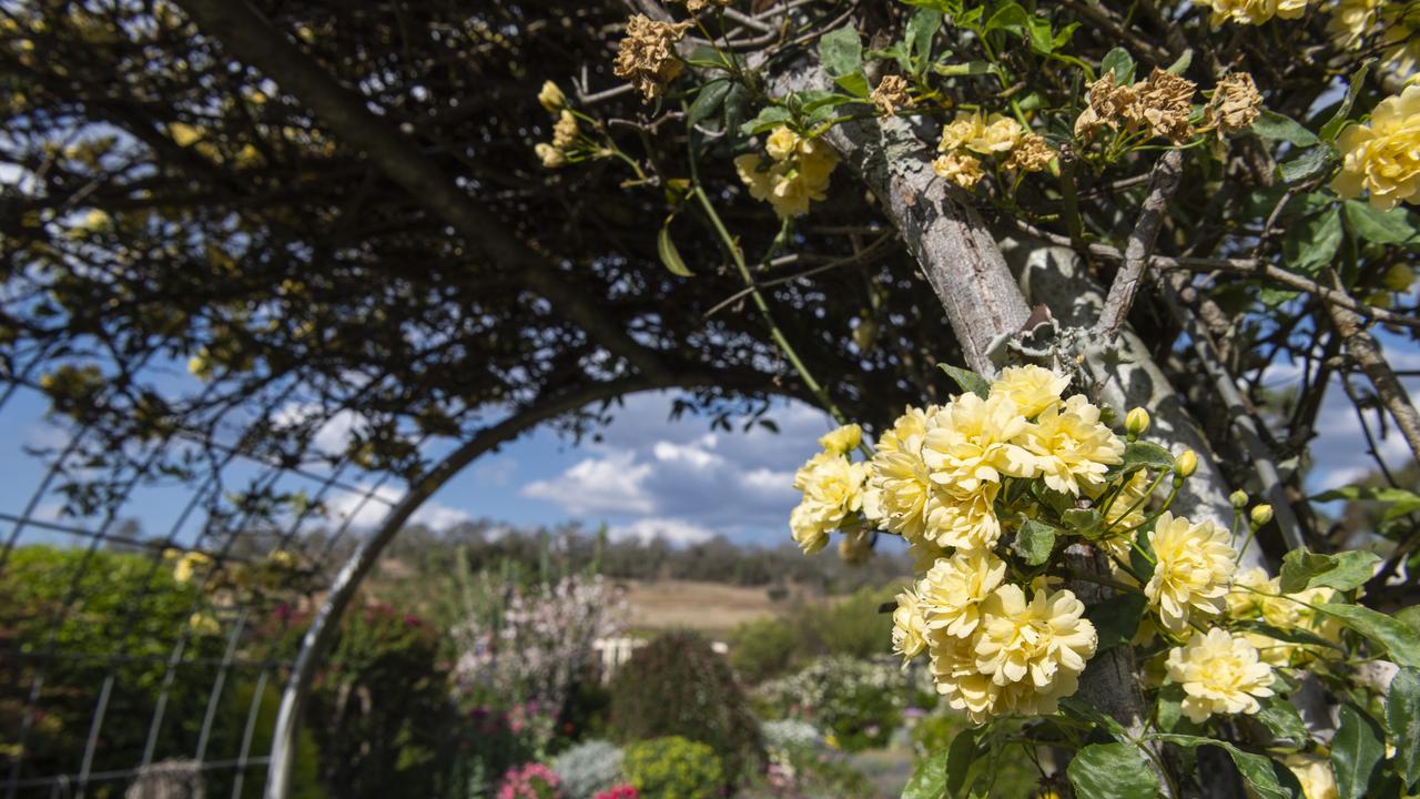 Paul and Noela Rubb, Schultz-Haden Rd, Haden, Garden for Good 2020, Carnival of Flowers 2020, Friday, September 25, 2020. Picture: Kevin Farmer