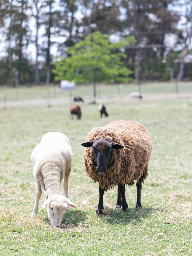 Sheep at Sean Moran's farm