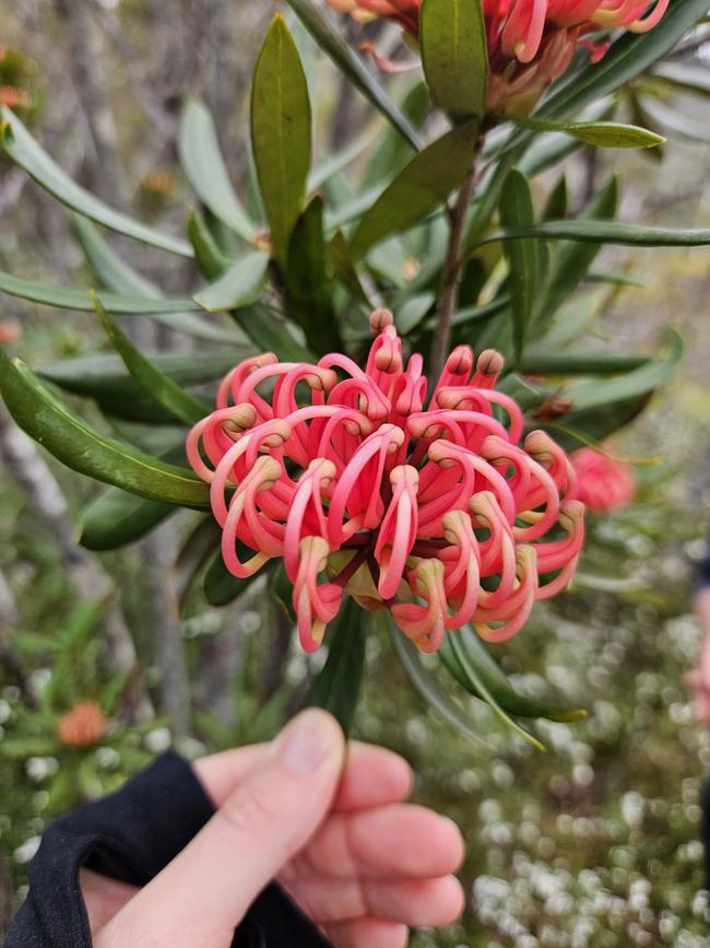 The waratahs are everywhere around Cradle Mountain.