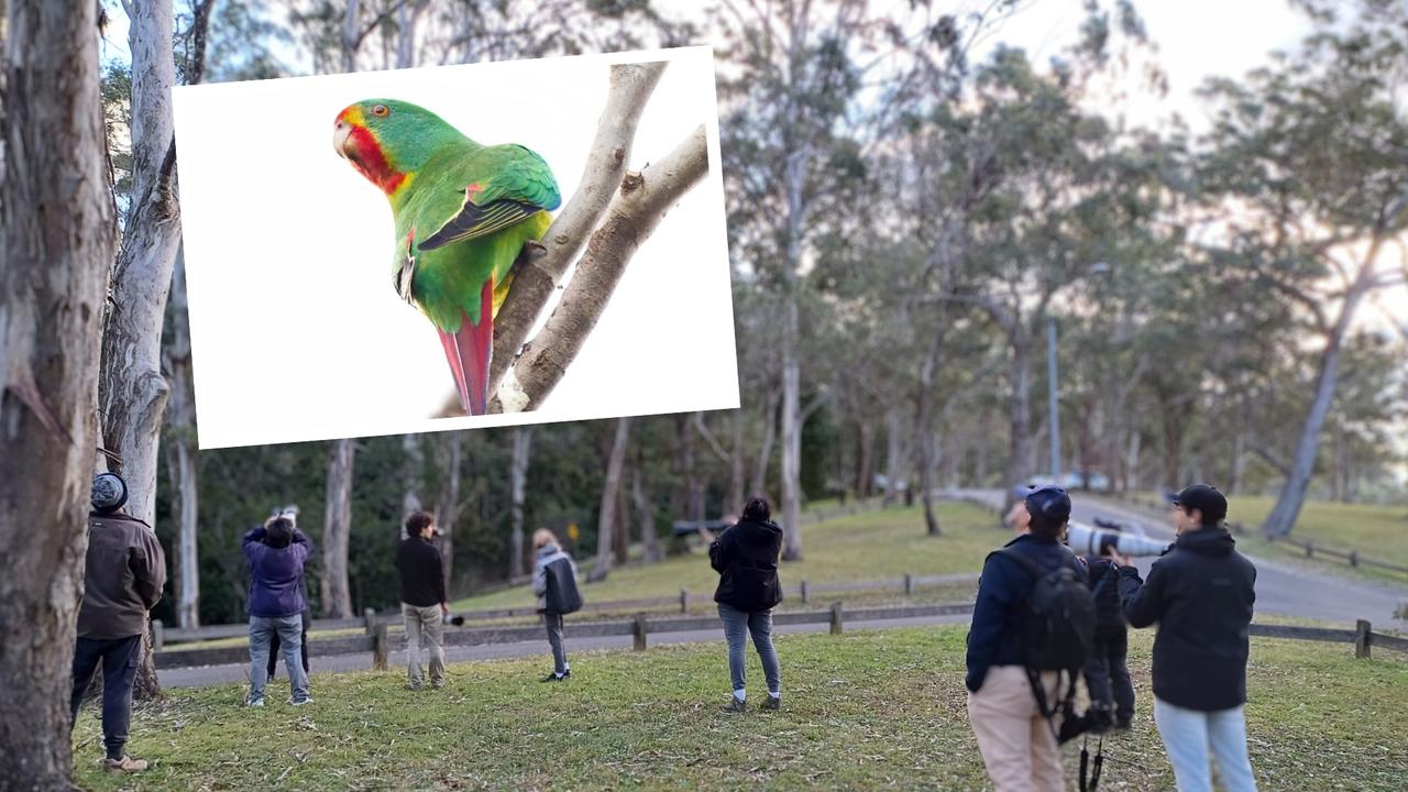 Where to find the ‘world’s rarest parrot’ in Toowoomba