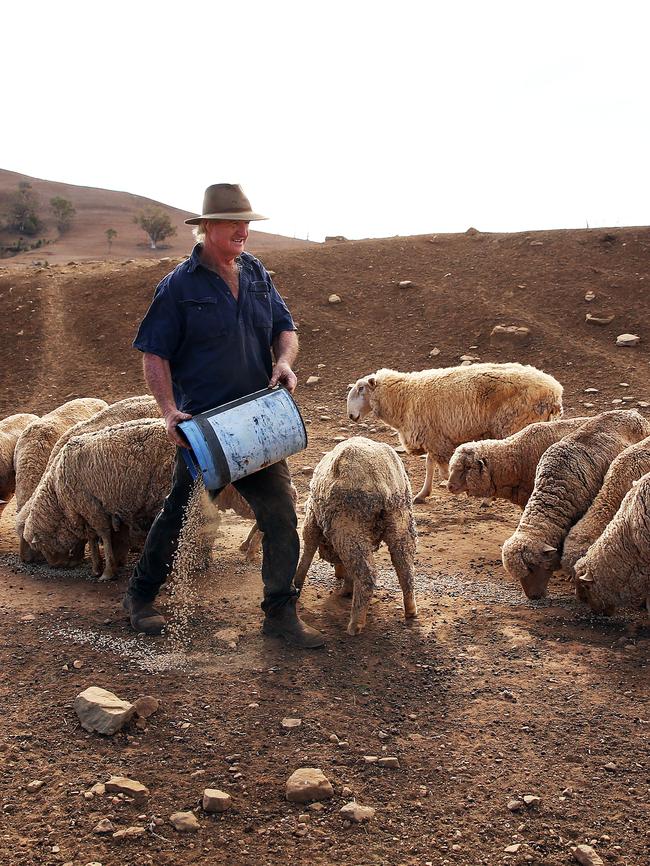 Les Jones feeds the remaining sheep on his property near Gunnedah. Picture: Sam Ruttyn