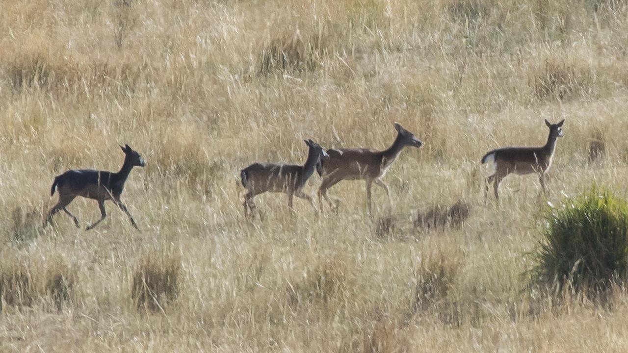 Aerial surveying for the Tasmanian deer census has started | The Weekly ...