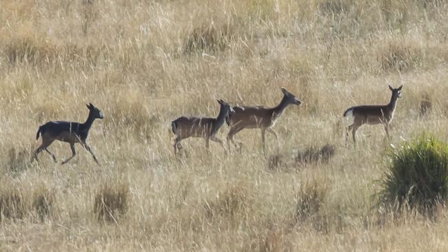 Fallow deer returning to the hills after grazing in the fields of a Tasmanian Midlands farm.