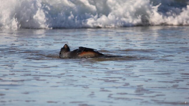 Felicity Doyle captured these images of a long nose fur seal who came ashore at Brooms Head on Sunday for a play