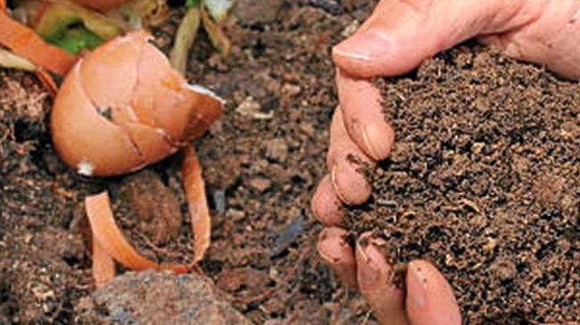 Biggenden State School students are collecting compost that will be used in their bush tucker garden.