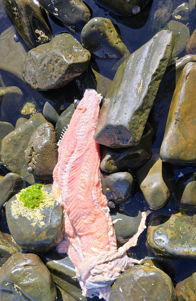 Imaged supplied of the Bob Brown Foundation showing fish matter washed up on Bruny Island