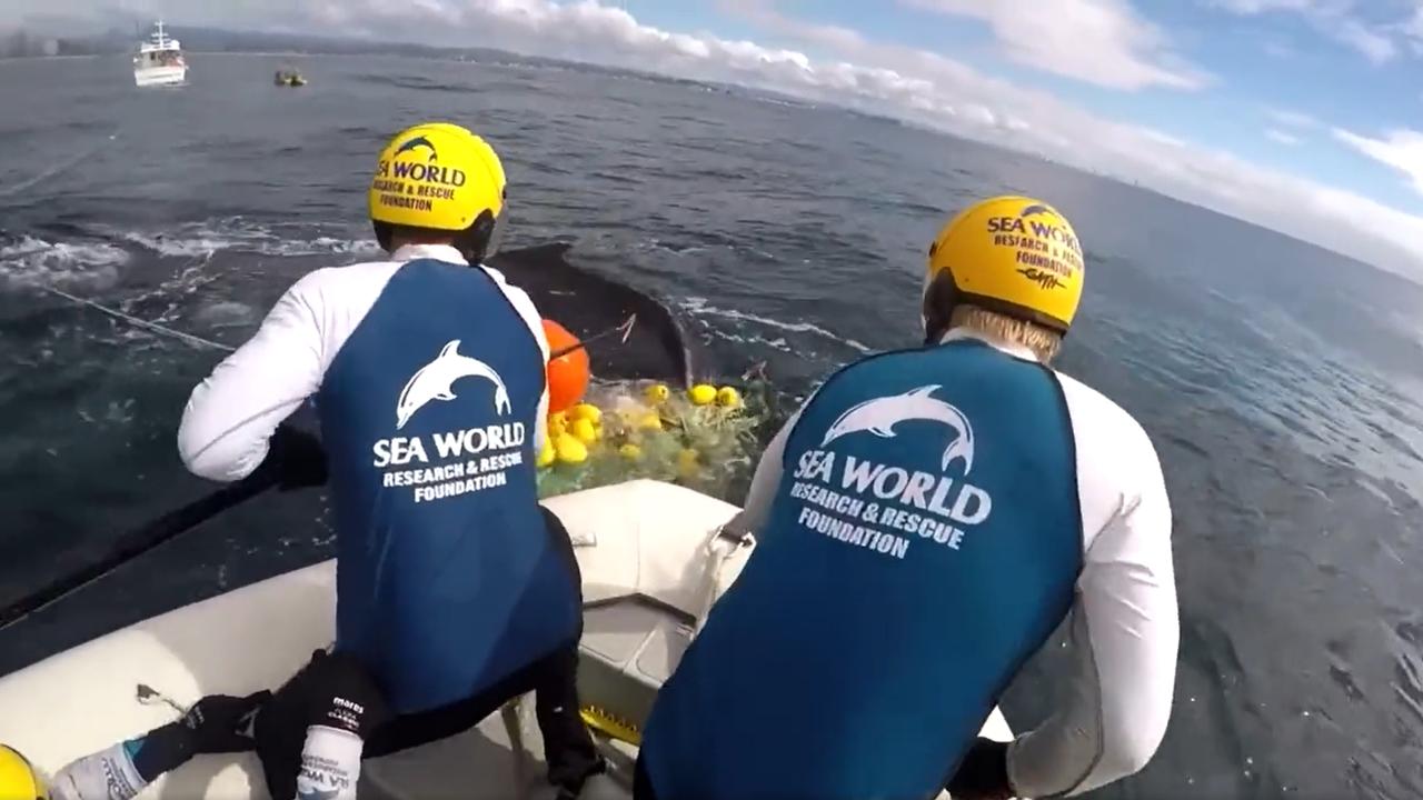 Sea World staff attempt to free a whale trapped in nets at Snapper Rocks on the Gold Coast in Queensland. Picture: Twitter