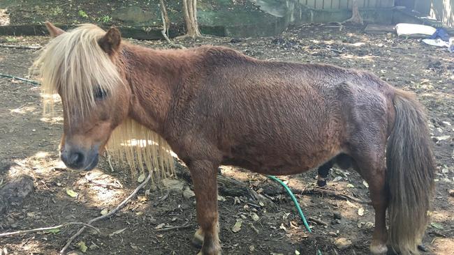 RSCPA raids Storybrook Farm Sacred Animal Garden Rescue. Picure: RSPCA/Facebook