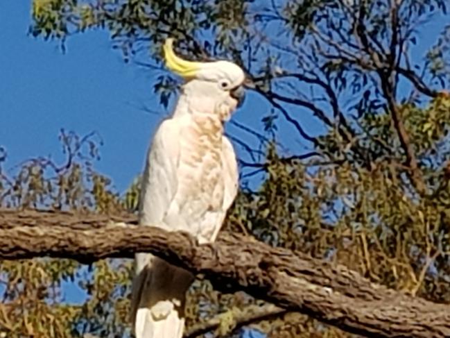 Two cockatoos on the lookout at Lake Tinaroo, by Nev Burton