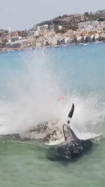 A massive tuna goes crazy in Malta