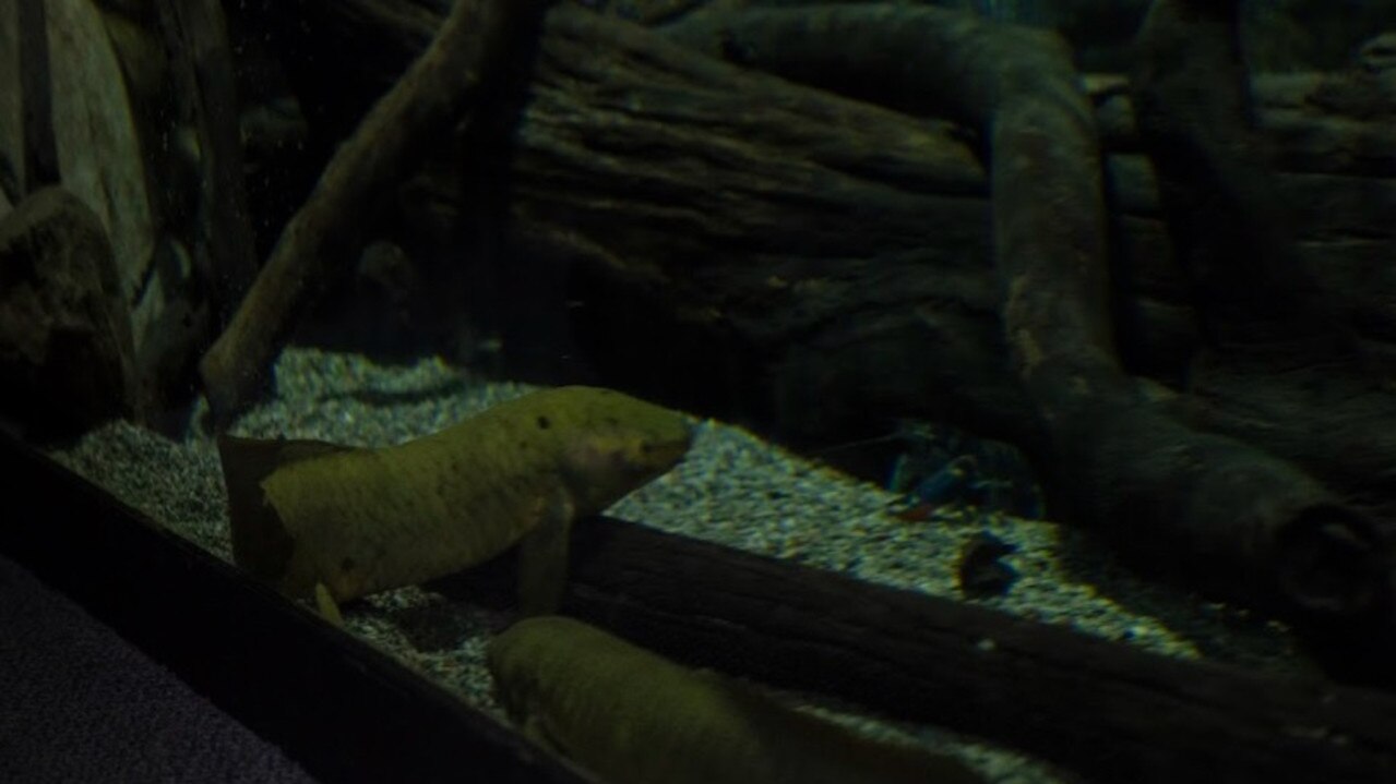 The two lungfish which were seized from a backyard pool in Gympie.