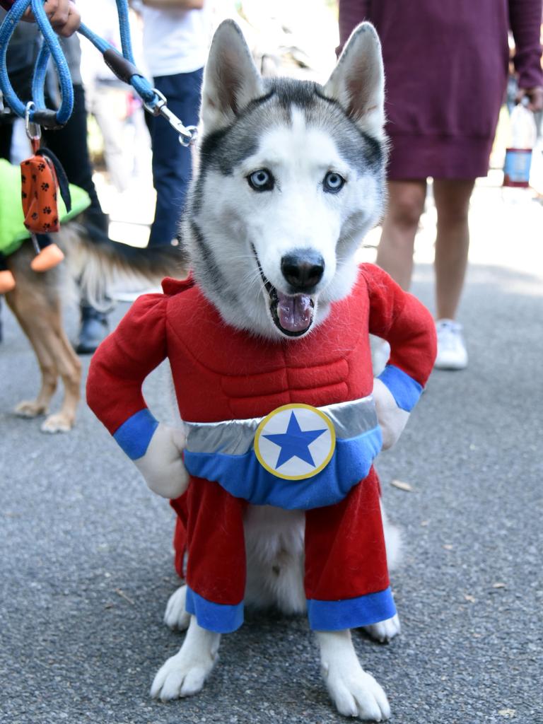 The 27th Annual Tompkins Square Halloween Dog Parade in Tompkins Square Park, New York, USA. Picture: Splash News