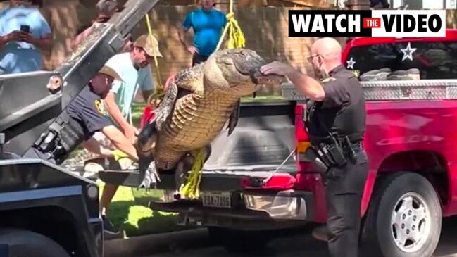 Tow truck hoists massive gator into truck after capture | The Advertiser